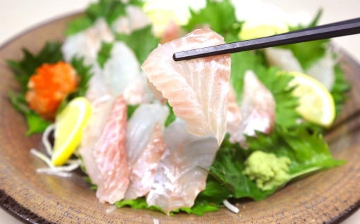 長崎の森で育てた『幻のクエ』 まるごと 一本(1kg～2kg前後)／ 海鮮 魚介 刺身 クエ 鍋 高級魚 長崎県 長崎市