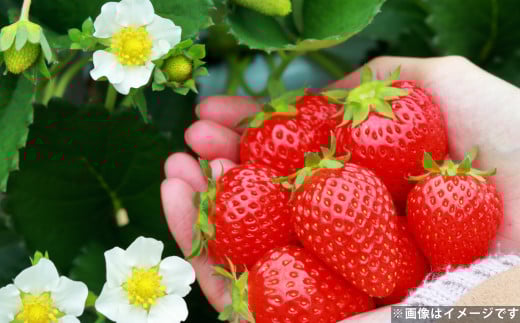 長崎産 ゆめのか イチゴ（250g×4パック）