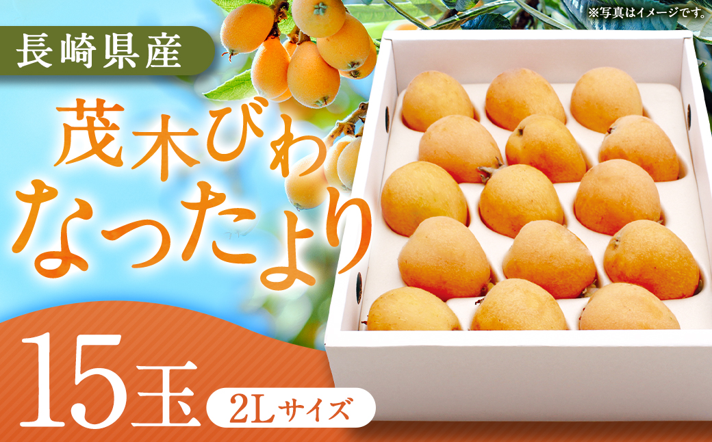 先行予約 茂木 びわ『なつたより』2Lサイズ 15玉