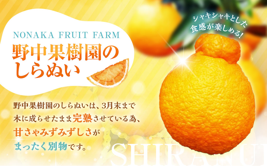 不知火 約3kgセット