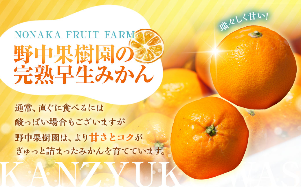 先行受付 完熟 早生みかん 約5kg箱