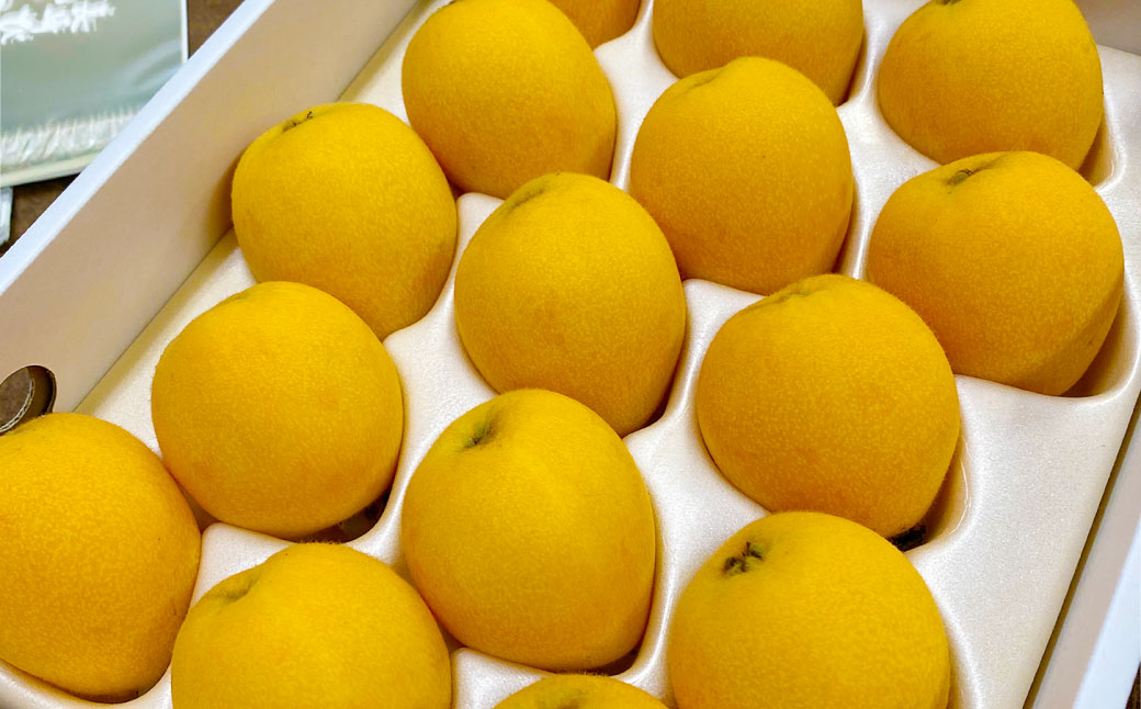 枇杷「なつたより」1kg ／ 果物 くだもの フルーツ ビワ びわ 長崎県 長崎市