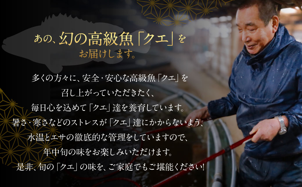 長崎の森で育てた『幻のクエ』 まるごと 一本