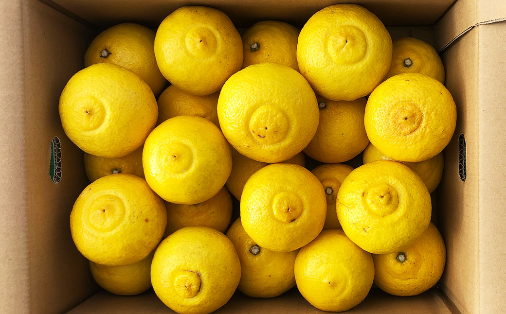 先行予約 はるか 約5kg