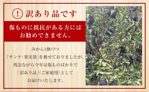 【訳あり品】長崎みかん（せとか）約5kg