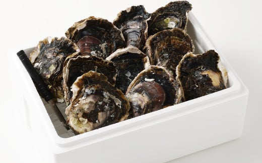 戸石町産 岩牡蠣 計約3kg（生食用／カキナイフ付き）