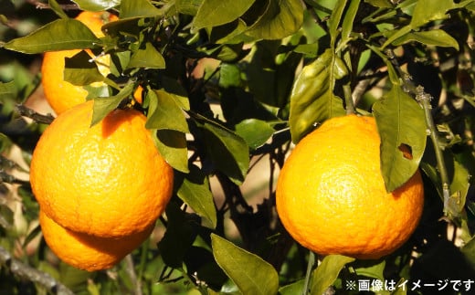 不知火（しらぬい）約2kg