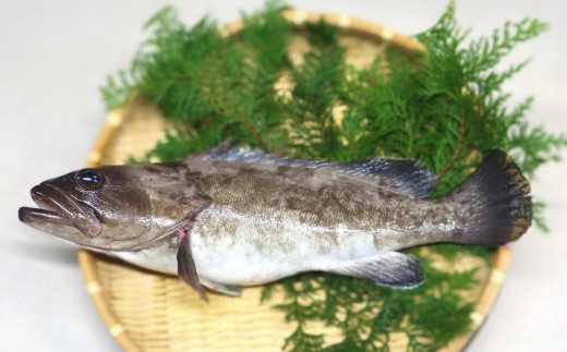 長崎の森で育てた『幻のクエ』昆布〆 刺身用  5～6人前 (1kg～2kg前後) ／ 魚 海鮮 魚介類 高級魚 クエ 刺身 刺し身 頭付き 長崎県 長崎市