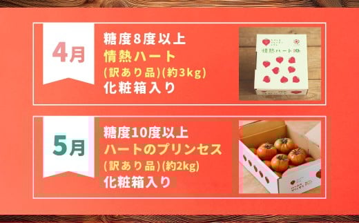 【訳あり】【年3回定期便 たかしまフルーティトマトの大箱コース