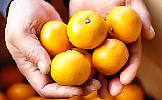 長崎県産 早生温州みかん 3S～Sサイズ 5kg 小みかん