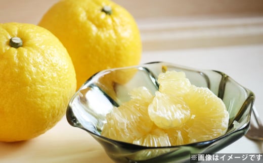 爽やか柑橘 はるか 約10kg