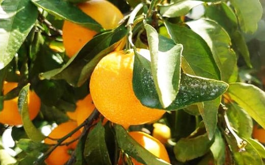 長崎県産 秀品温州みかん 5kg (贈答用可)