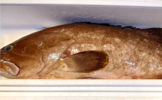 丸ごと1匹お届け！長崎近海 天然アラ (クエ) 5kg台