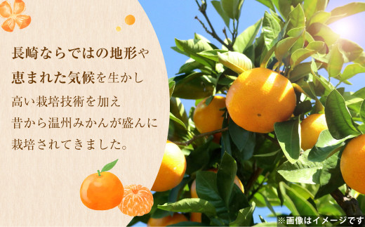 温州みかん 約5kg