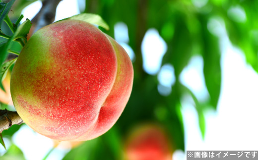 ハウスもも 約1kg（品種おまかせ）旬の桃