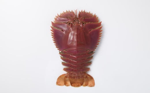 日本唯一 「以西底びき網漁」の活ウチワエビ 1kg