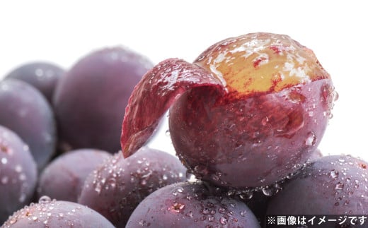 ハウス巨峰 1.2kg（300g×4パック）