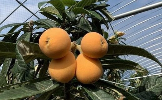 枇杷ネクター180ml 5本入