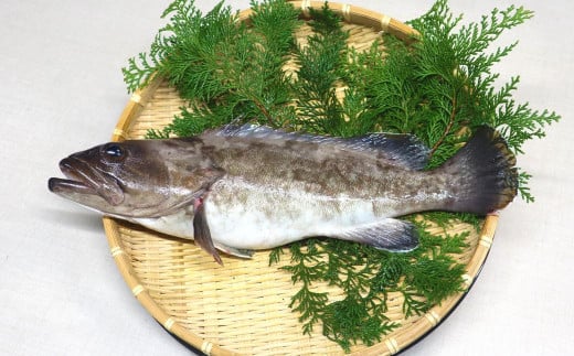 長崎の森で育てた『幻のクエ』 刺身用 5～6人前（1kg～2kg前後）／ 海鮮 魚介 刺身 クエ 鍋 高級魚 長崎県 長崎市