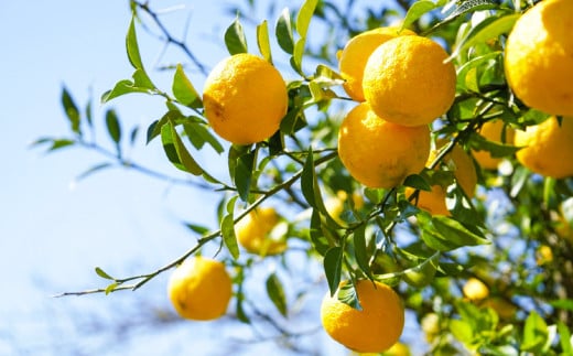 【長崎ストーリーアロマ】Story Aroma「ハレのまち」