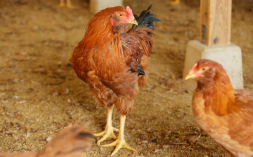 長崎県産 対馬地鶏 焼肉 セット (自家製タレ付)  計約500g