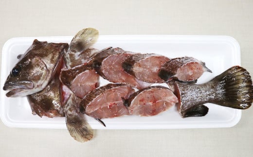 長崎の森で育てた『幻のクエ』 鍋用 5～6人前（1kg～2kg前後） くえ 海鮮 魚介類 魚 お魚