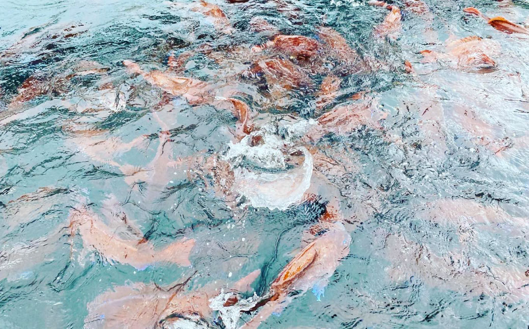 ゆうこう真鯛の胡麻ダレ海鮮丼の素 4食分 計280g