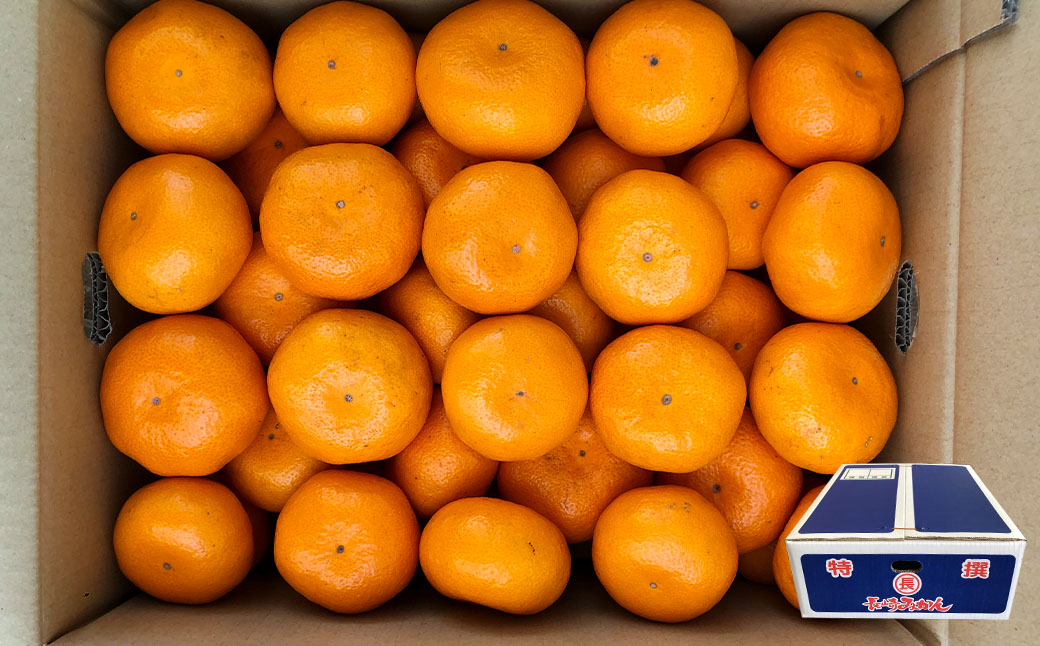 今村温州みかん 計約5kg