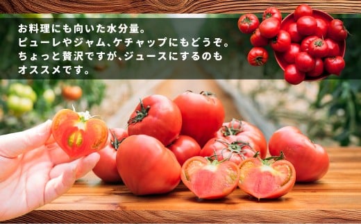 糖度6度以上 たかしまトマトシリーズ かもめのトマト 約3kg