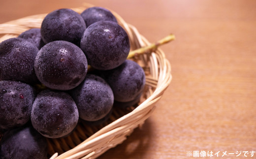 ハウス巨峰 1.2kg（300g×4パック）