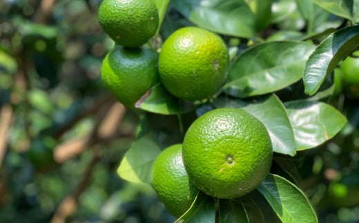 長崎産ブレンドエッセンシャルオイル！