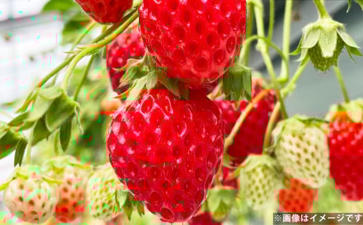 長崎産 ゆめのか イチゴ（250g×4パック）