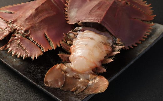 日本唯一 「以西底びき網漁」の活ウチワエビ 1kg