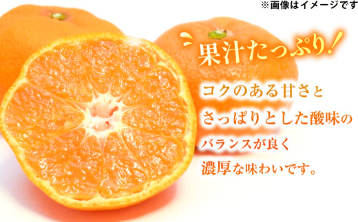 温州みかん 約5kg