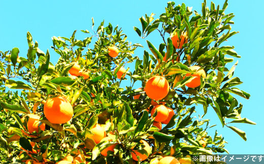 清見 オレンジ 約5kg