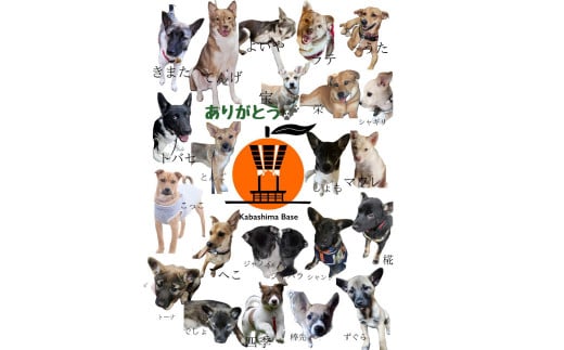 長崎近海 活き〆天然寒ぶり6kg台 (6.2kg?6.8kg) 丸ごと1本