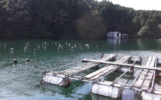 長崎県産 大村湾 殻付き牡蠣セット 2.5kg 浜揚げ直送