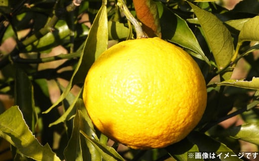 爽やか柑橘 はるか 約10kg