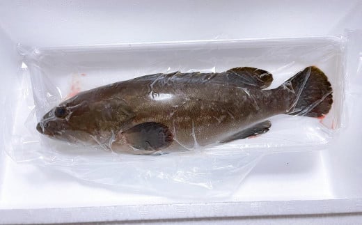 長崎の森で育てた『幻のクエ』 まるごと 一本(1kg～2kg前後)／ 海鮮 魚介 刺身 クエ 鍋 高級魚 長崎県 長崎市