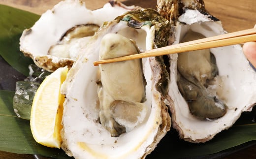 戸石町産 岩牡蠣 計約3kg（生食用／カキナイフ付き）