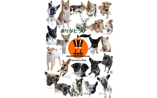 丸ごと1匹お届け！長崎近海 天然アラ (クエ) 2kg台