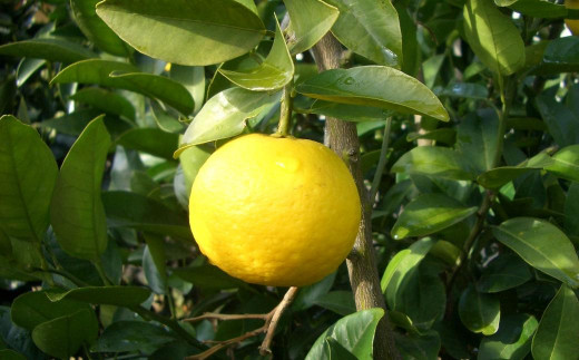 長崎薬味ゆうこう胡椒 (50g) 10ヶ