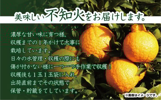 こだわり農家の秀品不知火 15玉(大玉)