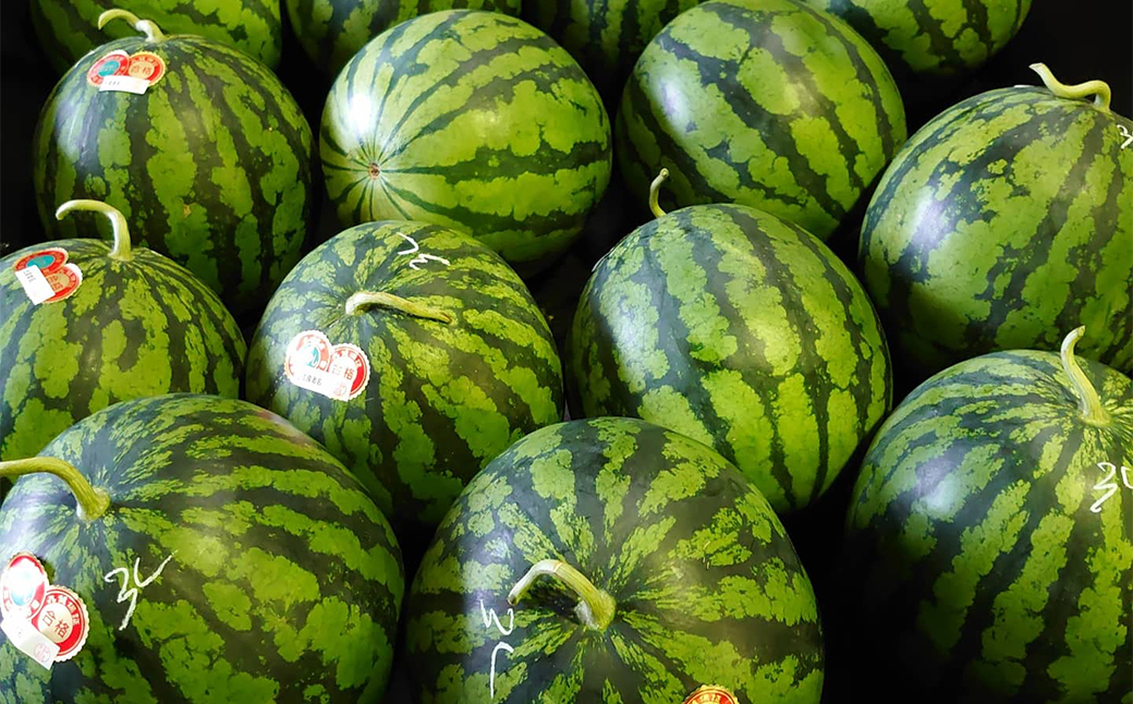 長浦すいか「まつりばやし」計1玉 Lサイズ 6kg台