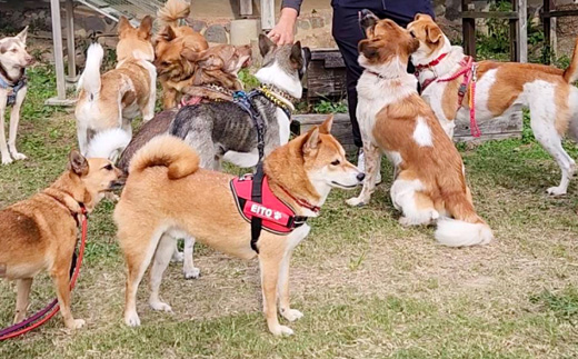 長崎県産 早生温州みかん 3S～Sサイズ 5kg 小みかん