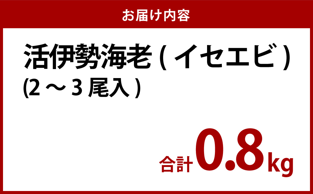 活 伊勢海老 (イセエビ) 2～3尾入り 800g