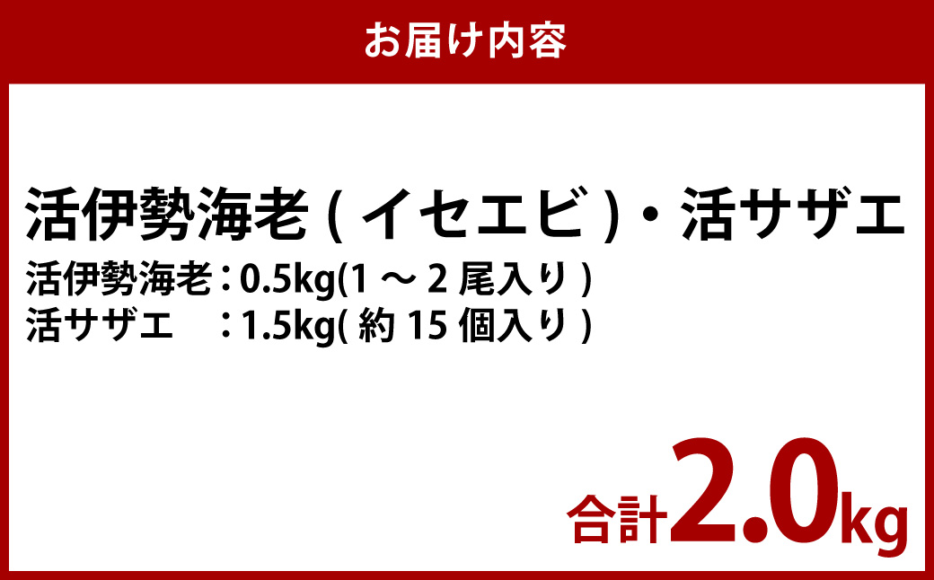 活伊勢海老（イセエビ）0.5kg・活サザエ1.5kg