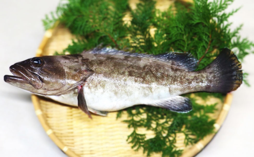 長崎の森で育てた『幻のクエ』 【セット】刺身用5～6人前