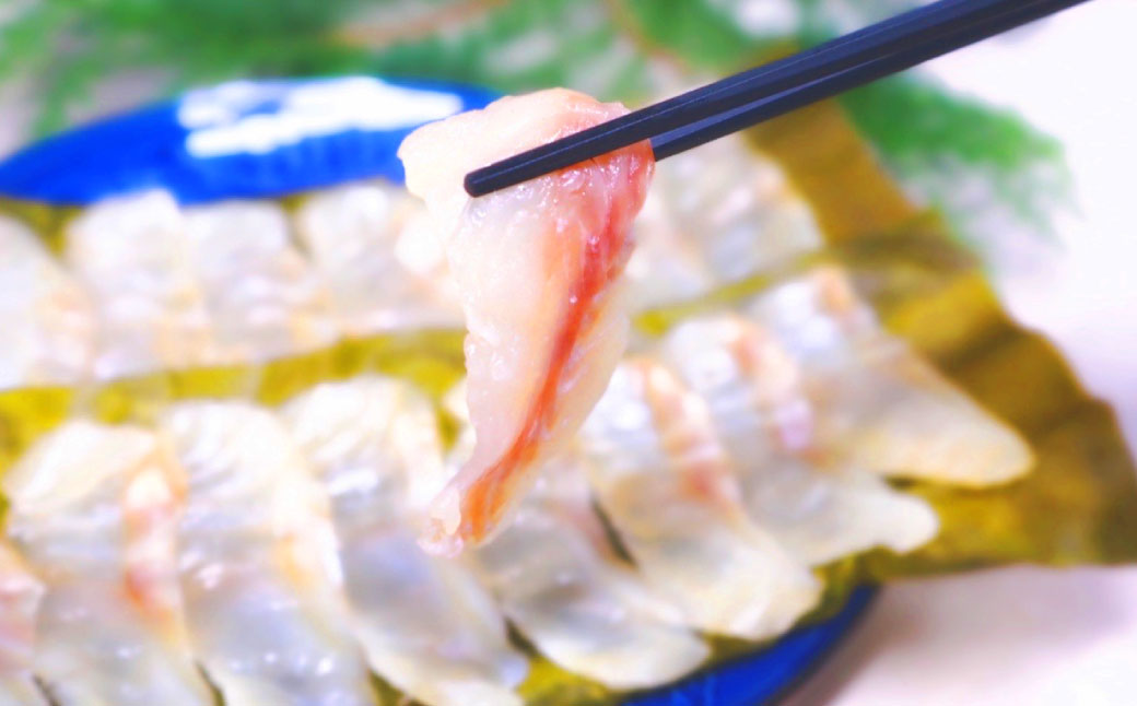 長崎の森で育てた『幻のクエ』昆布〆 刺身用 5～6人前