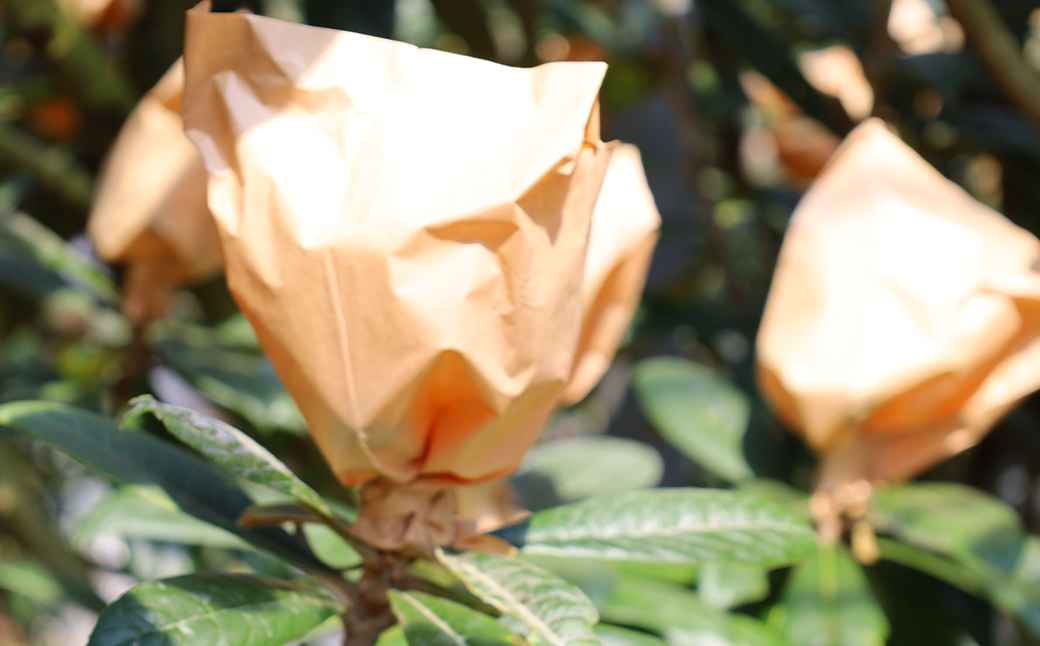 長崎びわ なつたより 赤秀 計約500g